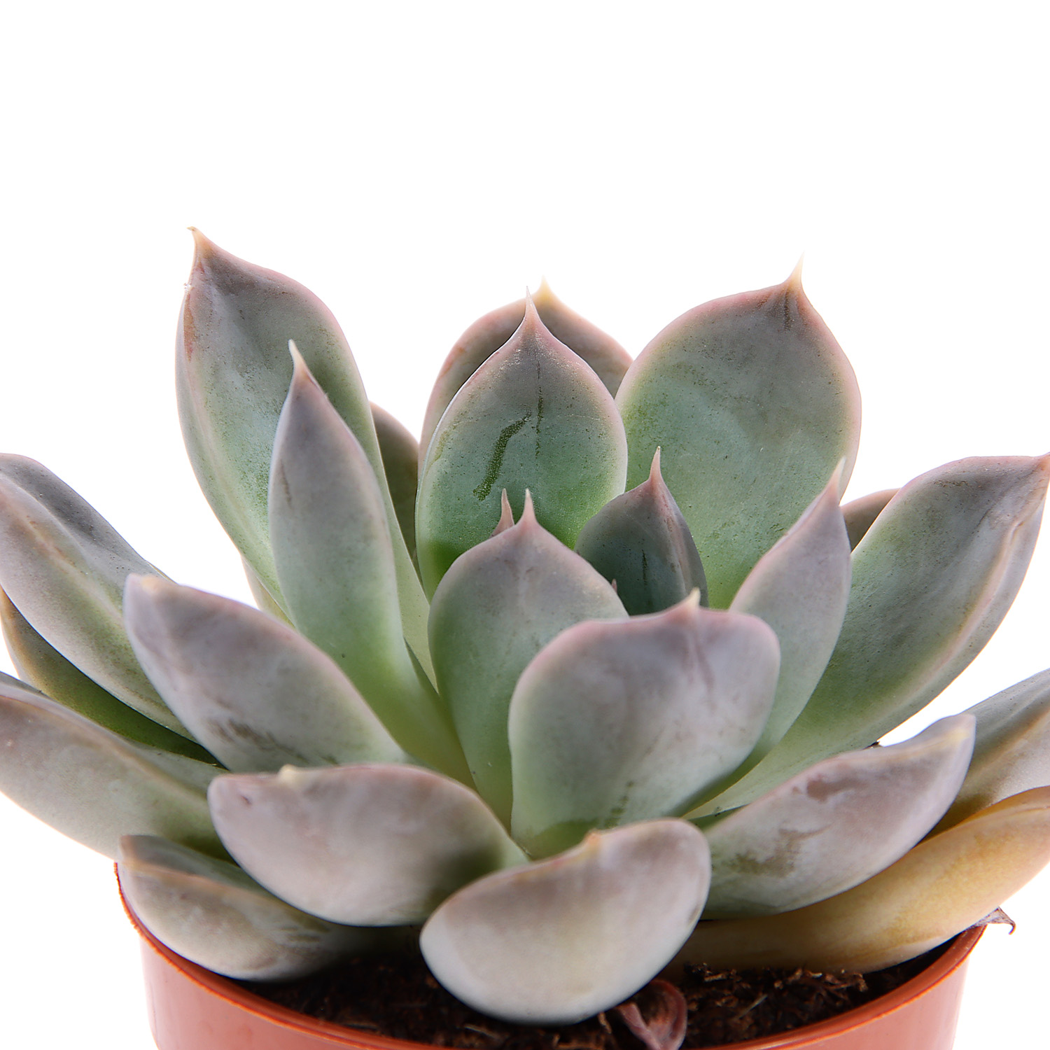 Эхеверия Ромео D6 Н7 *1/20