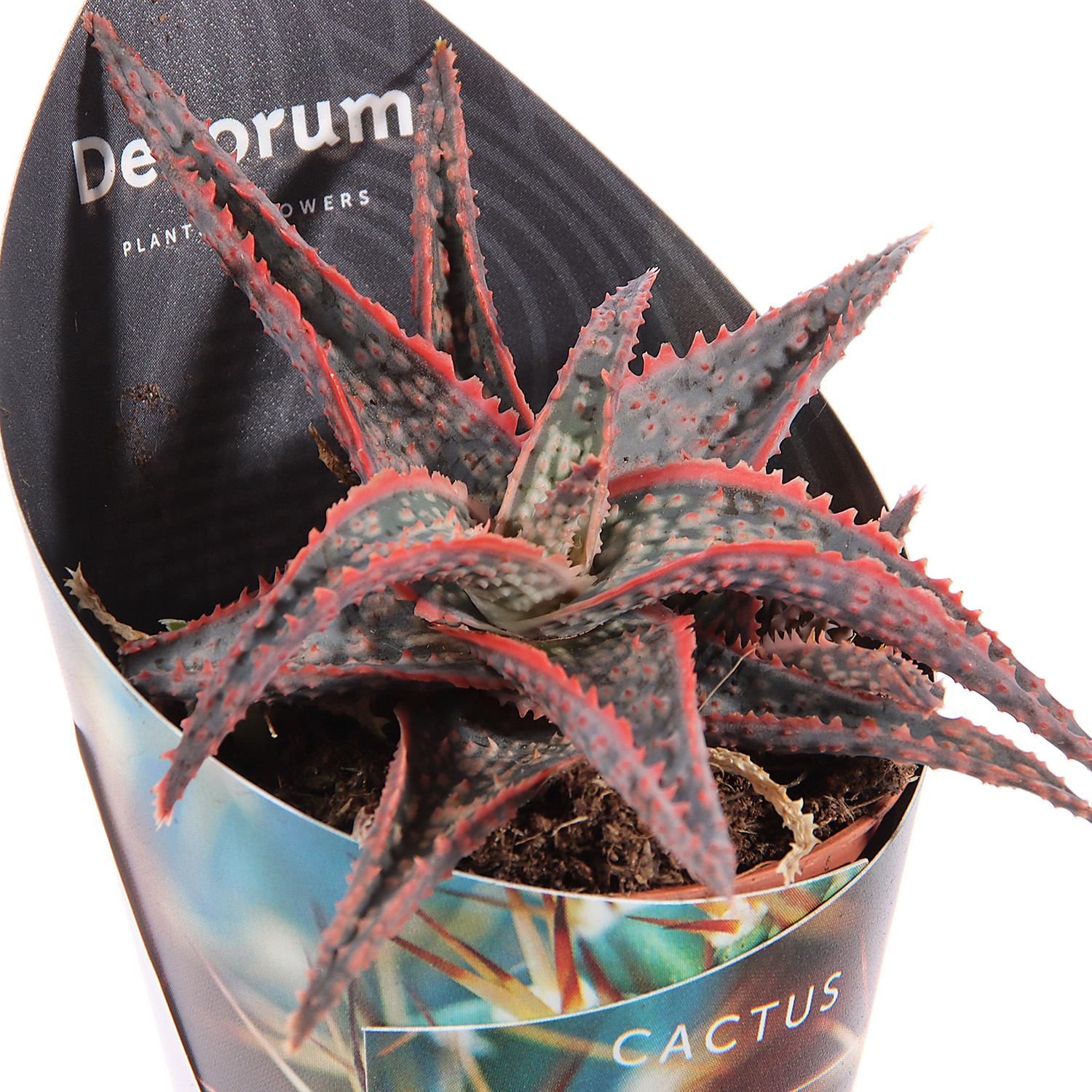 Алоэ, хавортия, гастерия супер Микс XL D6 H7 *1/20