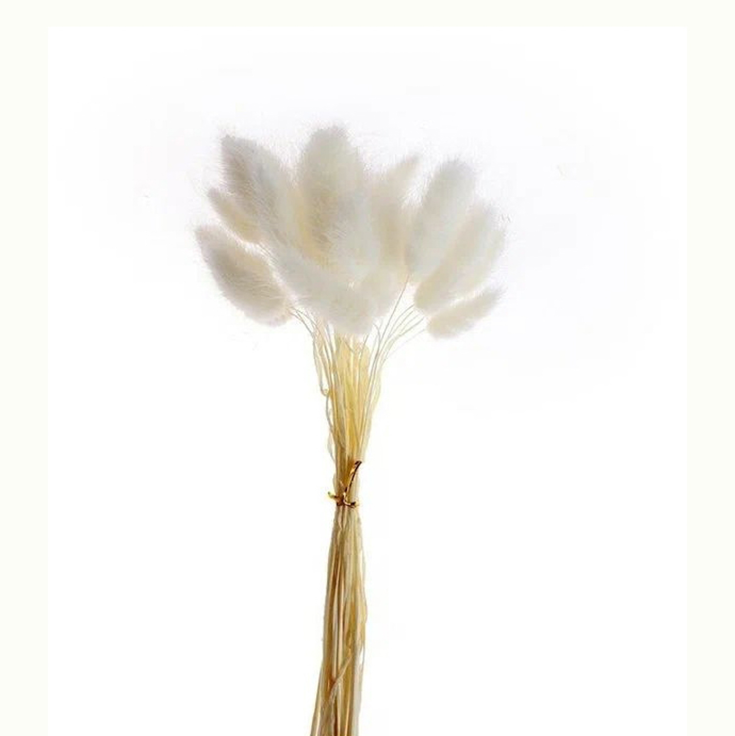 Сухие цветы лагуруса, набор 30 шт, цвет белый   7123621