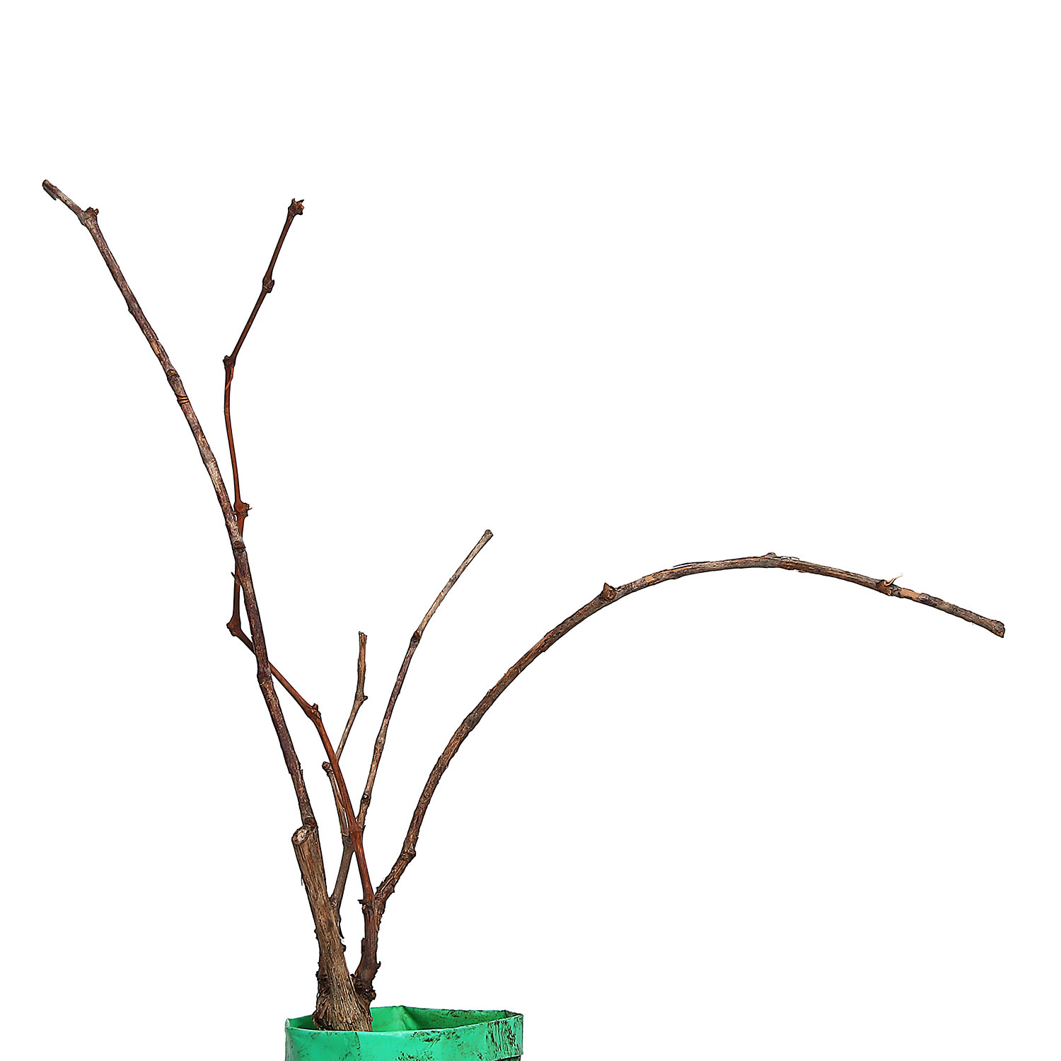 Виноград Кишмиш лучистый