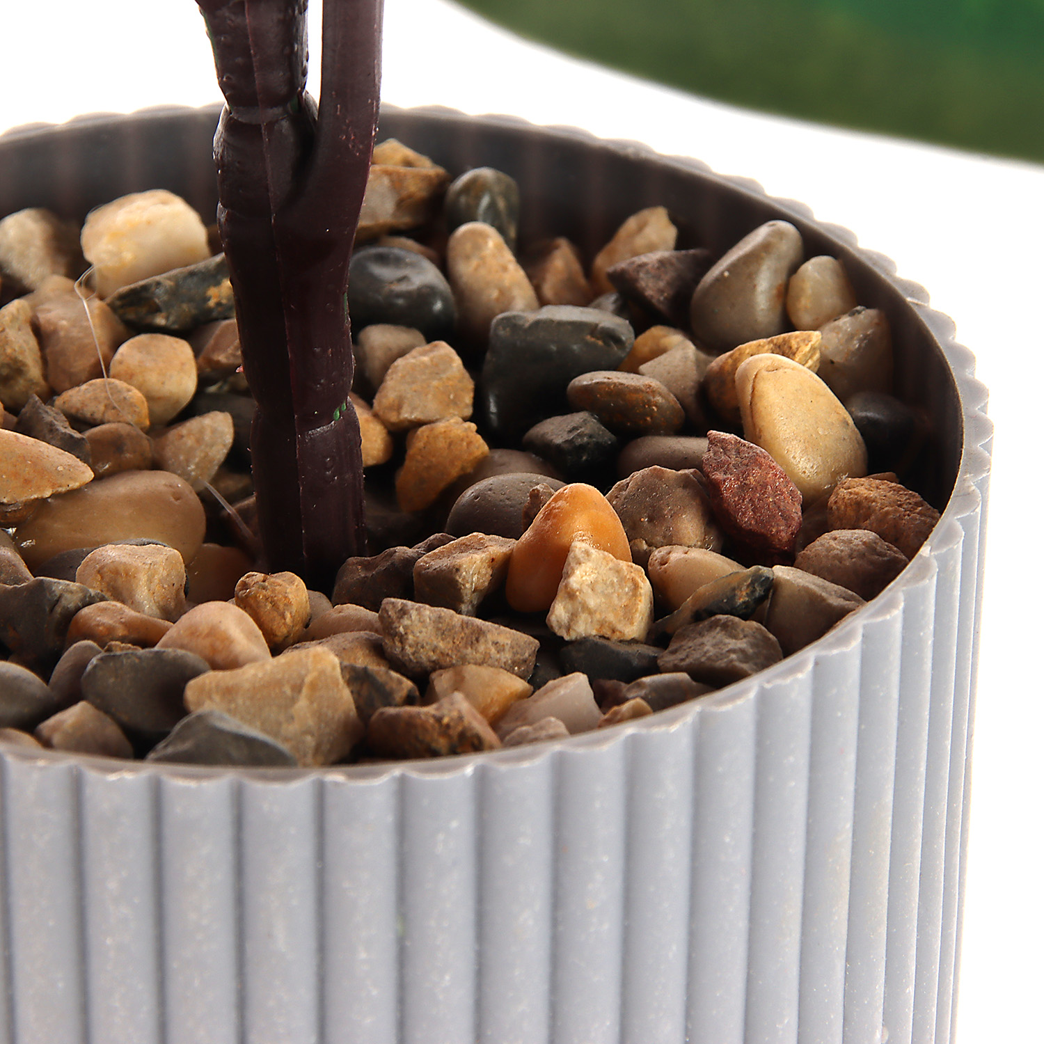 Бонсай в горшке "Алоказия экстра галант" 9,5х26 см   10084585