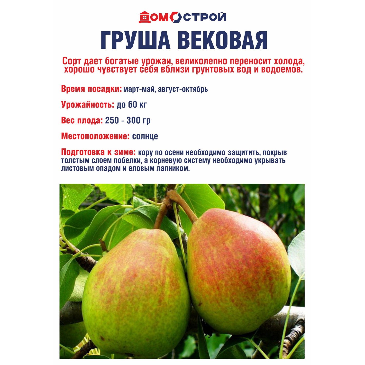 Груша Вековая Саженец 2 года Высота саженца   90-120см