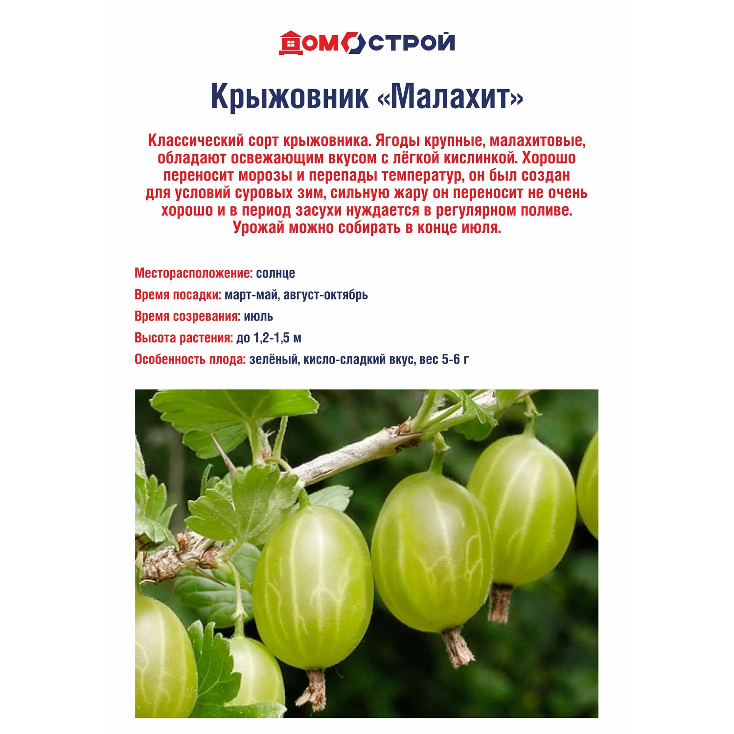 Крыжовник Малахит