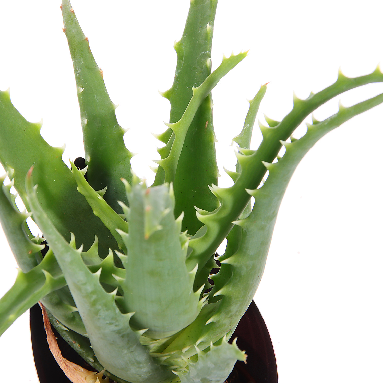 Алоэ, хавортия, гастерия супер Микс XL D6 H7 *1/20