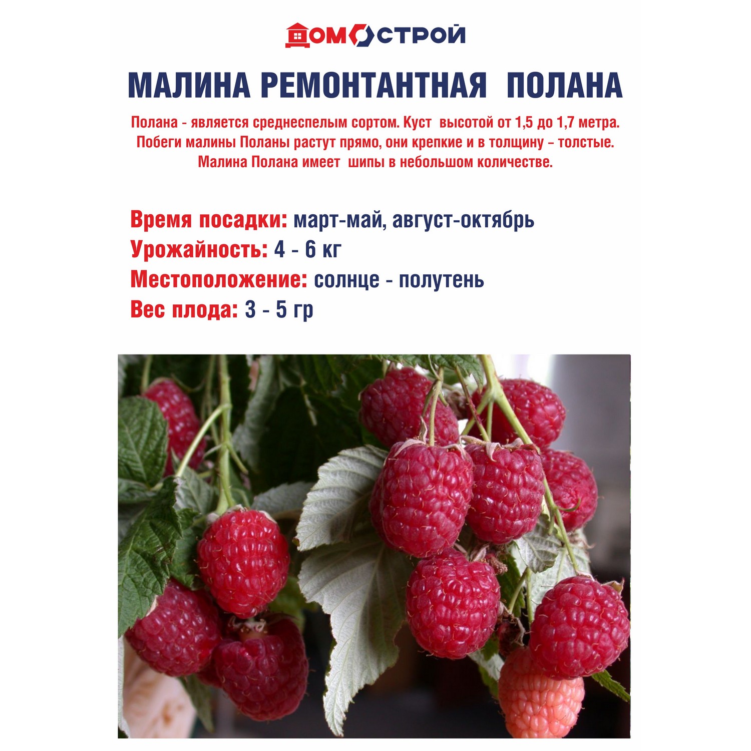 Малина ремонтантная Полана