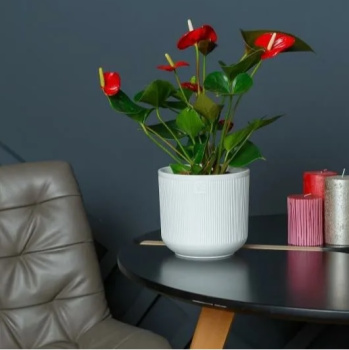 Кашпо пластм. "Росси" 3,1л d верха 170мм h160мм со вставкой Белый AMR-3,1-01 ("VipSet") *1/8