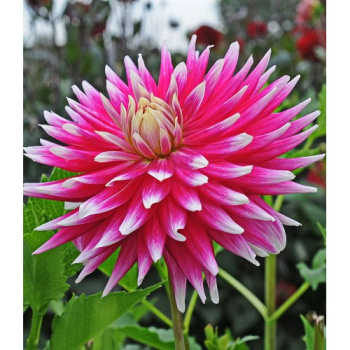 Георгина декоративная Эй Си Дарк Хорс IК